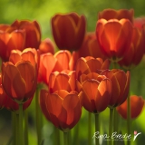 Tulp-Tulipa-Worlds-Favourite-2015-