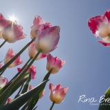 Tulpen-Crispa-Tulipa-
