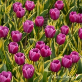 Tulpenbed-Tulipa-Tulpen-NH-Bont-Blad-2017