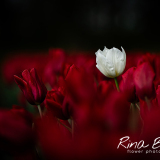 Witte-Tulp-als-dwaling-in-rood-tulpenbed