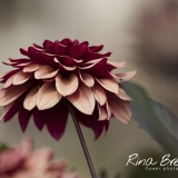 Rina Bredie Dahlia- Night Silence -2017-