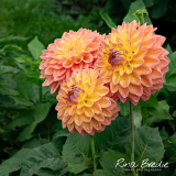 Dahlia-Dikara-Jodie