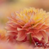 Rina Bredie Dahlia-Garden-Desire