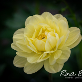 Dahlia-Glory-of-Heemstede