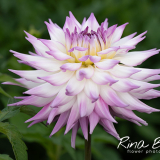 Dahlia-Hapet-Skyline