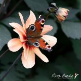 Rina Bredie Dahlia-Happy-Single-Date-met-Dagpauwoog