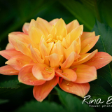 Dahlia-Henks-Autumn-Pastel