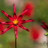 Rina Bredie Dahlia-Honka-Rood-Legden-Duitsland-2021