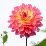 Dahlia-Kens-Rarity