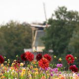 Rina BredieDahlia-Keukenhof-Molen