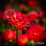 Dahlia-Kilburn-Glow