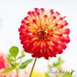 Rina Bredie Dahlia-Lady-Darlene