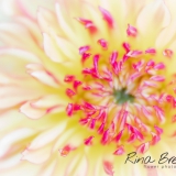 Rina Bredie Dahlia-Lensbaby-Velvet-85-effect-2020