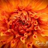 Dahlia-My-Pride