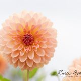 Rina Bredie Dahlia-New-Variety-nr-60