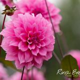 Rina Bredie Dahlia-New-variety-DecoRoseDonkerBlad