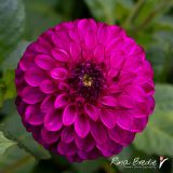 Rina Bredie Dahlia-New-variety