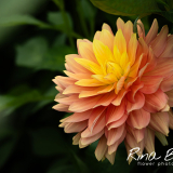Dahlia-Ogenlust