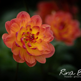 Dahlia-Pam-Howden