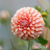 Rinia BredieDahlia-Peaches