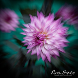 Dahlia-Pink-Jack