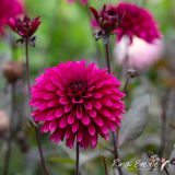 Rina Bredie Dahlia-Purple-Flame