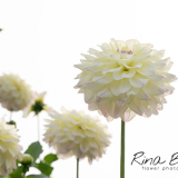 Dahlia-Rinco