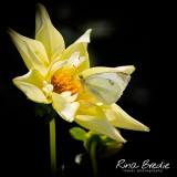 Dahlia-Rudies-Romance