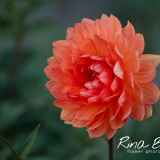 Dahlia-Sheps-Memory