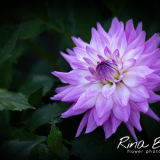 Dahlia-Twinkle-Pink