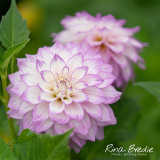 Rina Bredie-2022-Dahlia-Clearview-Debbie