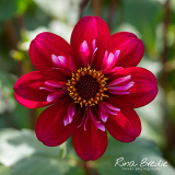 Rina Bredie-2022-Dahlia-Hootenanny