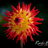 Rina Bredie-2022-Dahlia-Plochaet-Cerise