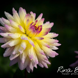 Rina Bredie-2022-Dahlia-Sagitta