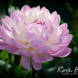Rina Bredie-2022-Dahlia-Sandia-Melody