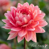 Rina Bredie-Dahlia-Caroline-Wagemans