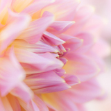 Rina Bredie-Dahlia-Kidd's-Climax