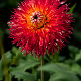Rina Bredie-Dahlia-Le-Feu-Du-Soleil