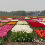 Tulp-Tulpen-Tilipa-2019-