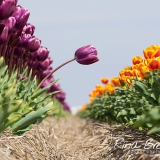 Tulpen-Tulipa-2017-