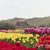 Tulpenveld-Tulipa-Noordkop-2019-