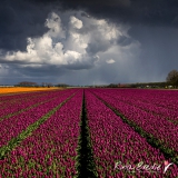 Tulpenveld-Tulipa-Wieringermeer-2016-